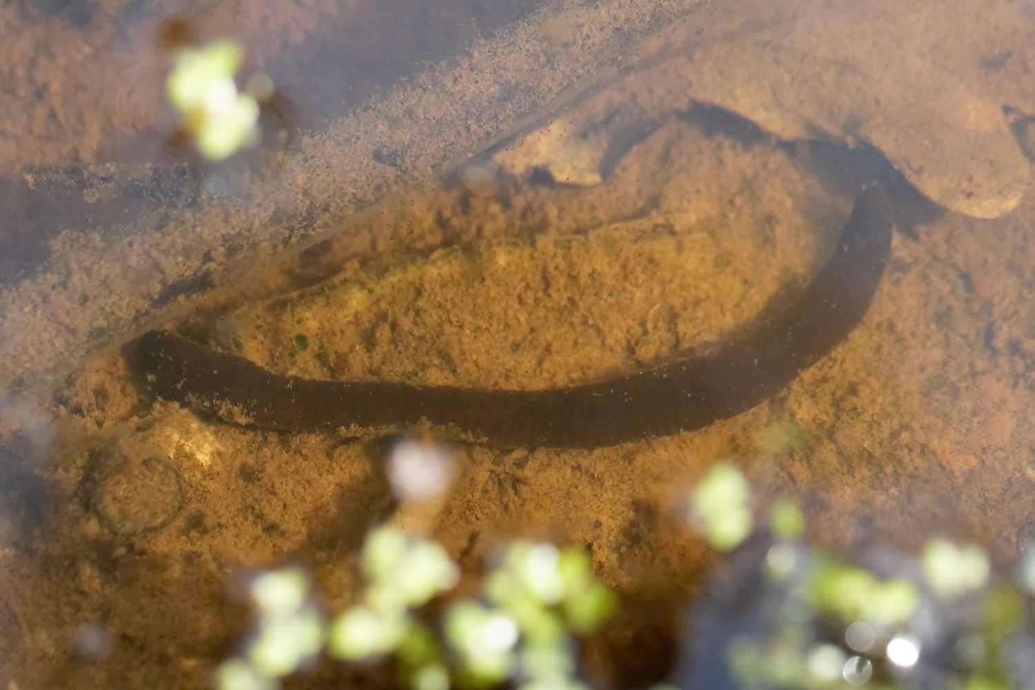 368 - Sortie R.E.N.A.R.D : les Amphibiens en Seine et Marne : 08/04/2018