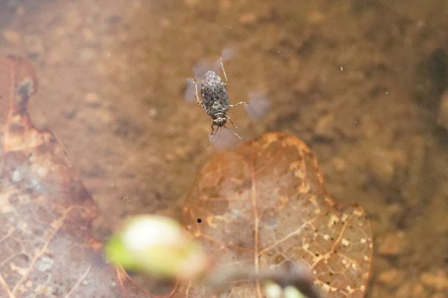 368 - Sortie R.E.N.A.R.D : les Amphibiens en Seine et Marne : 08/04/2018