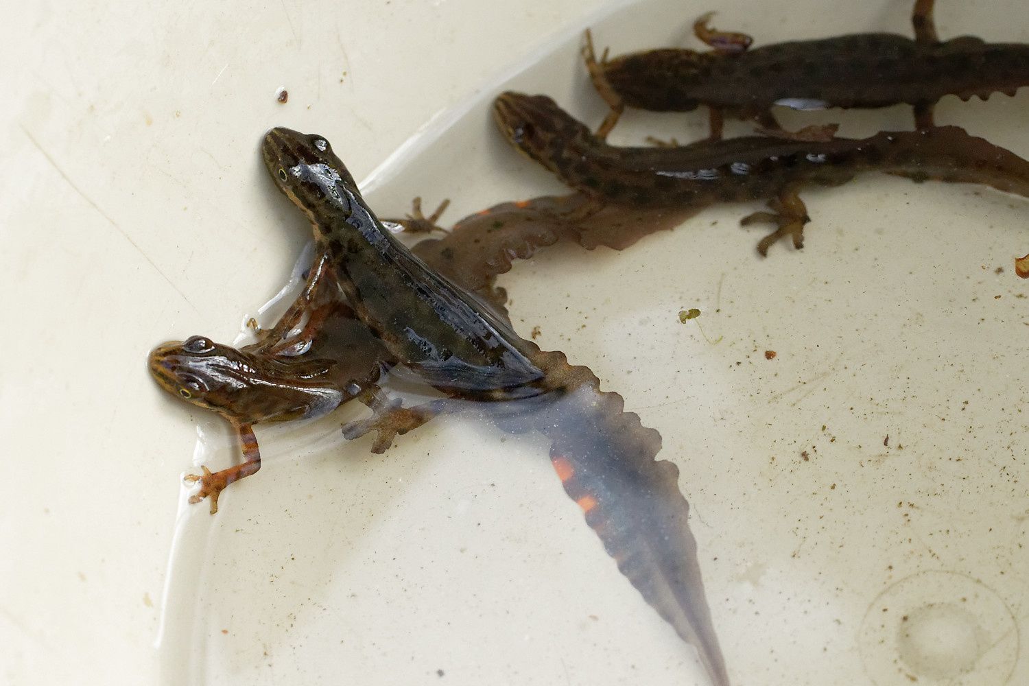 Triton ponctué (Lissotriton vulgaris)