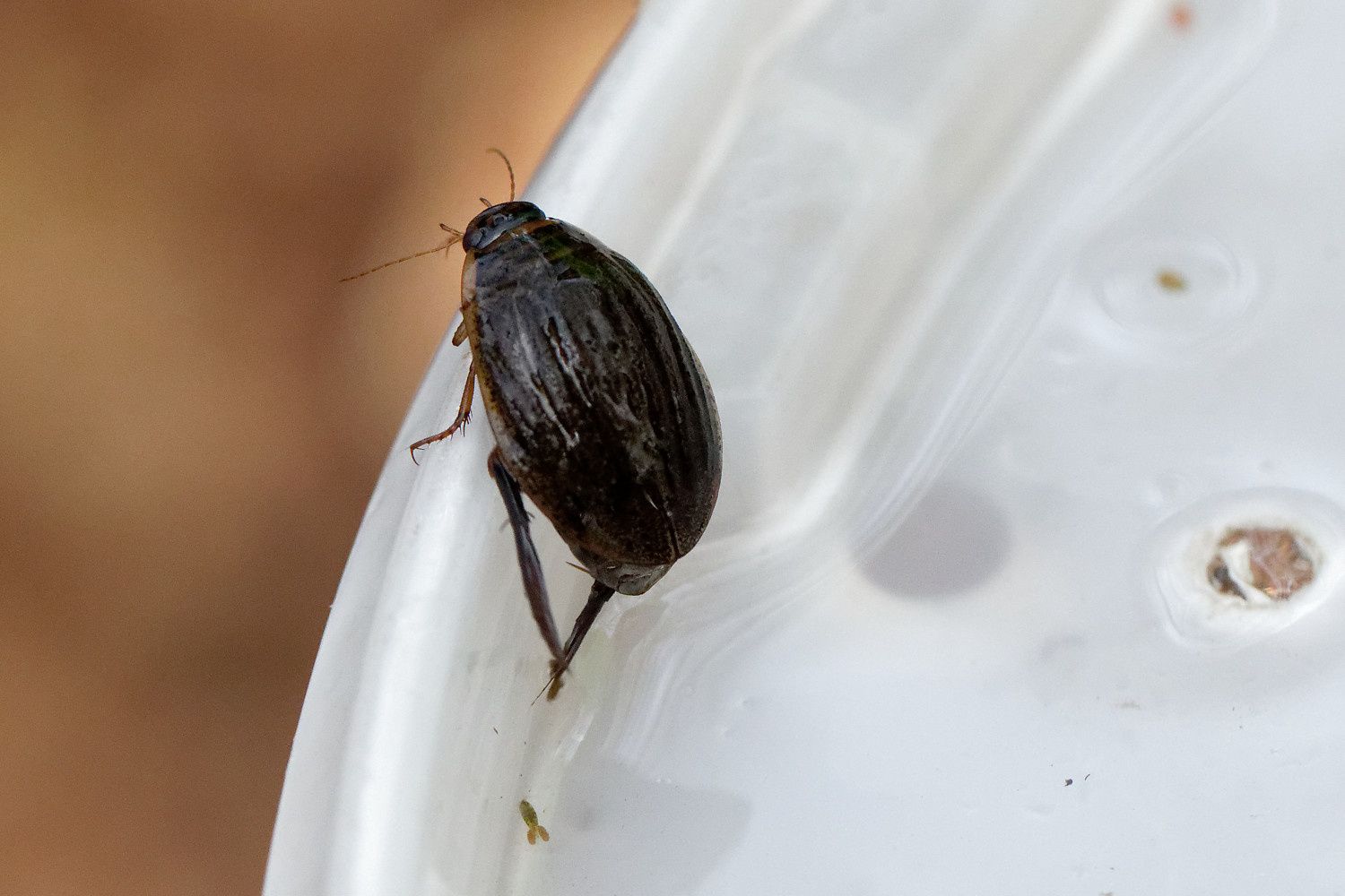 368 - Sortie R.E.N.A.R.D : les Amphibiens en Seine et Marne : 08/04/2018