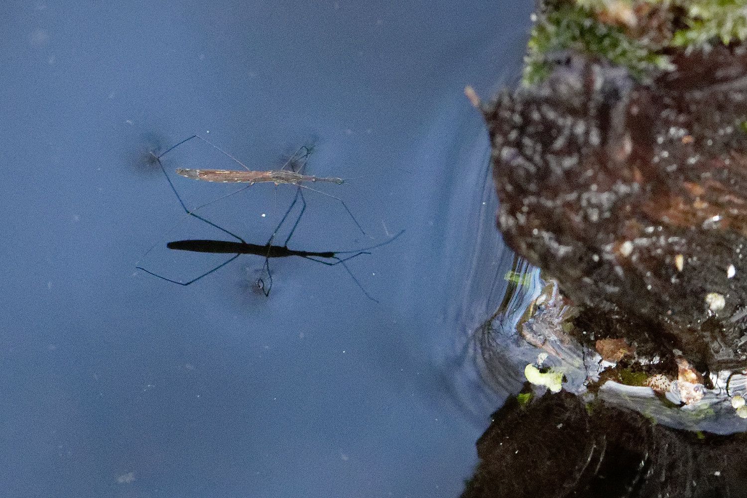 Hydrometra stagnorum