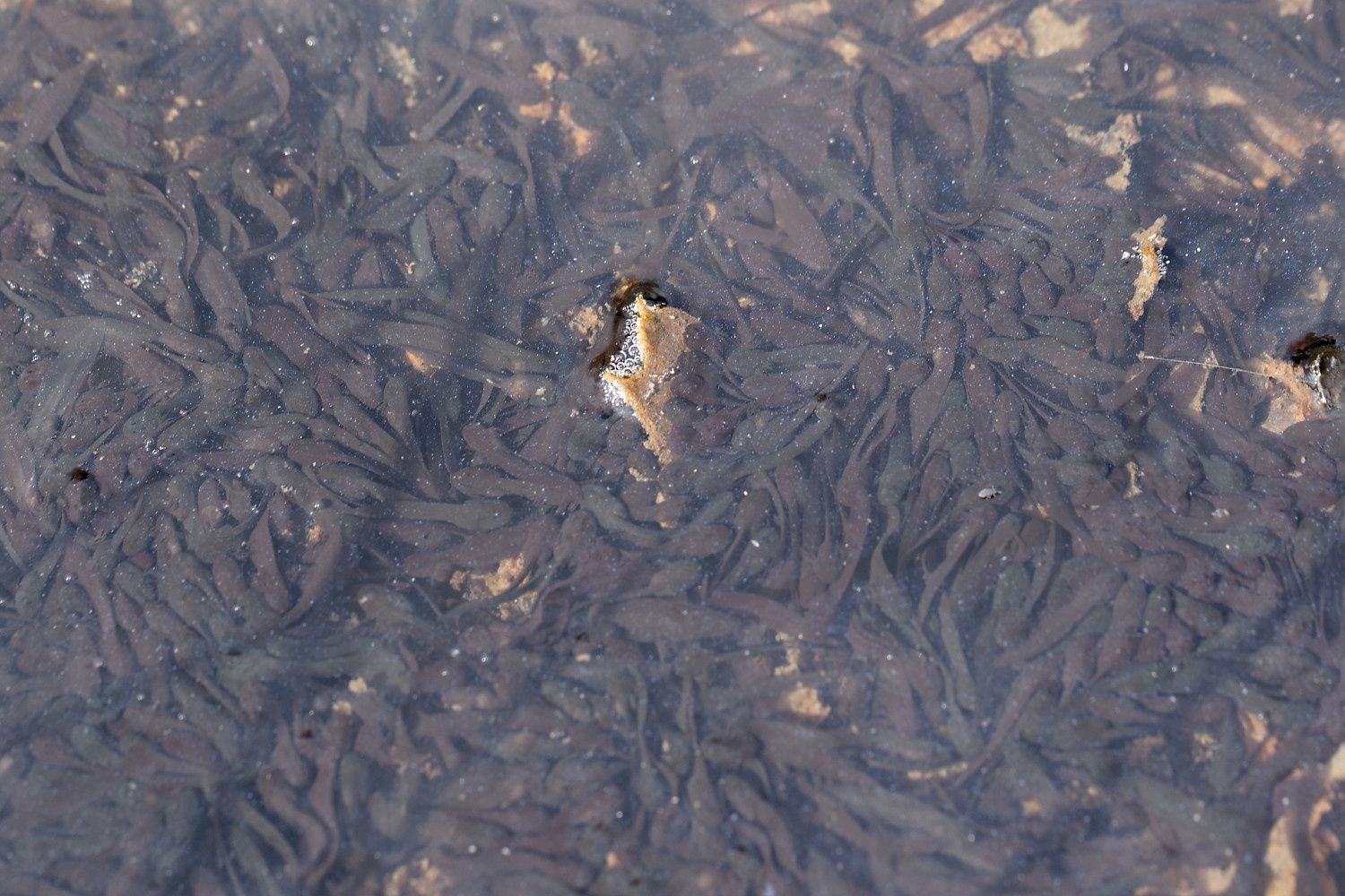 368 - Sortie R.E.N.A.R.D : les Amphibiens en Seine et Marne : 08/04/2018