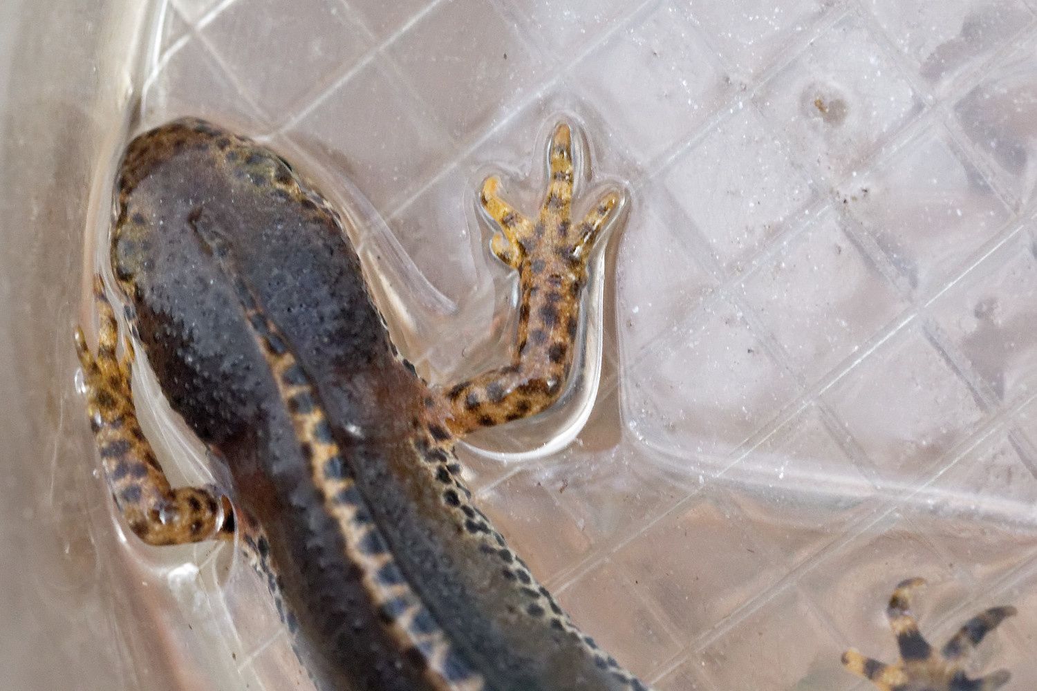 368 - Sortie R.E.N.A.R.D : les Amphibiens en Seine et Marne : 08/04/2018