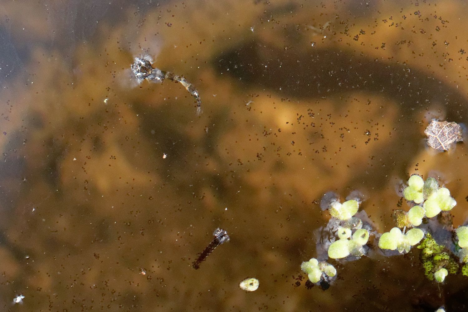 368 - Sortie R.E.N.A.R.D : les Amphibiens en Seine et Marne : 08/04/2018