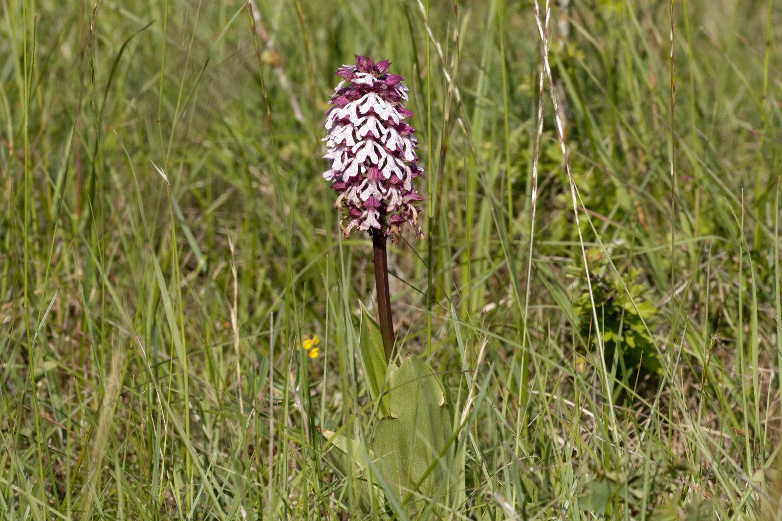 Orchis pourpré (Orchis purpurea)