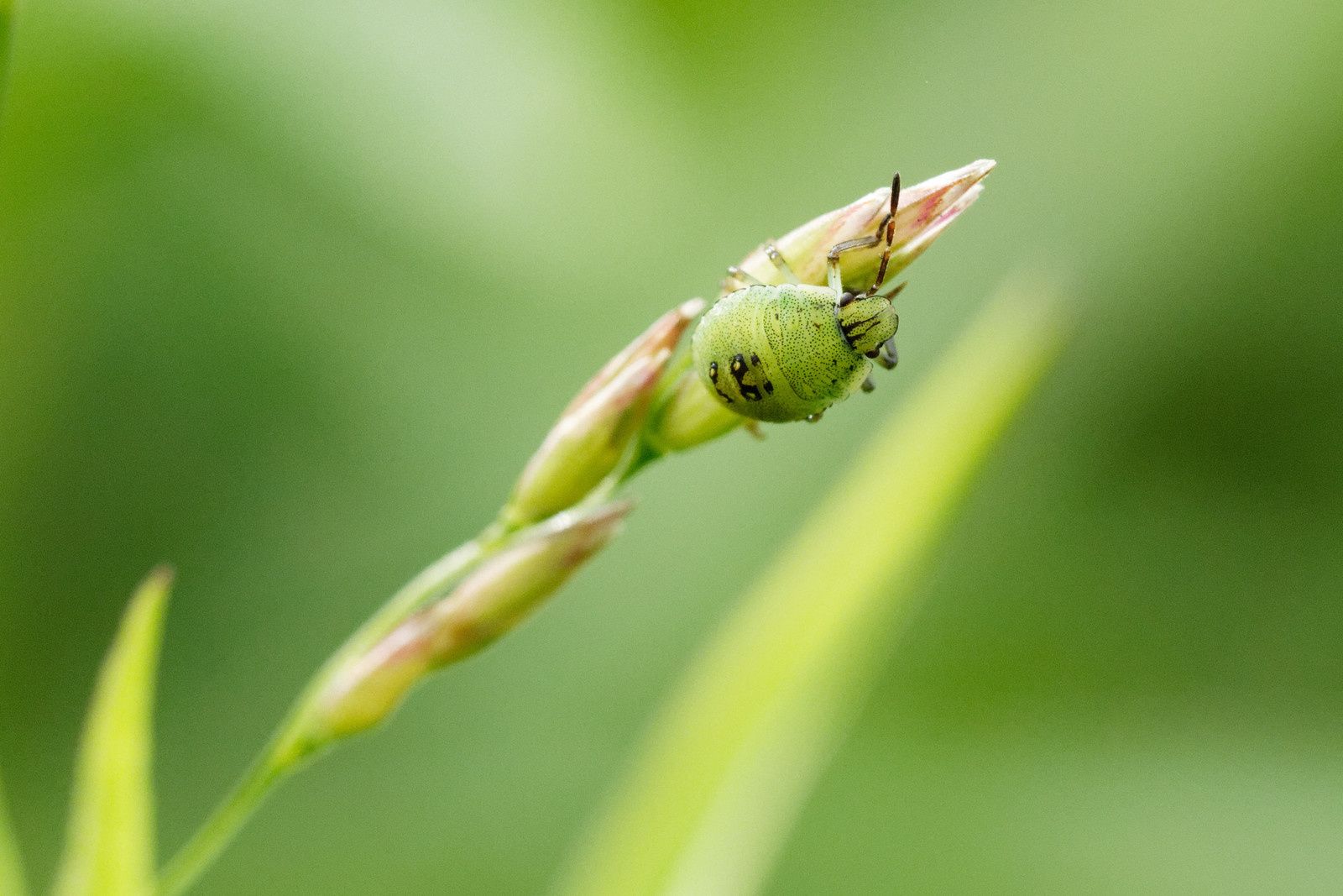 Punaire juvénile, stade intermédiaire 2 ou avant de Palmena prasina