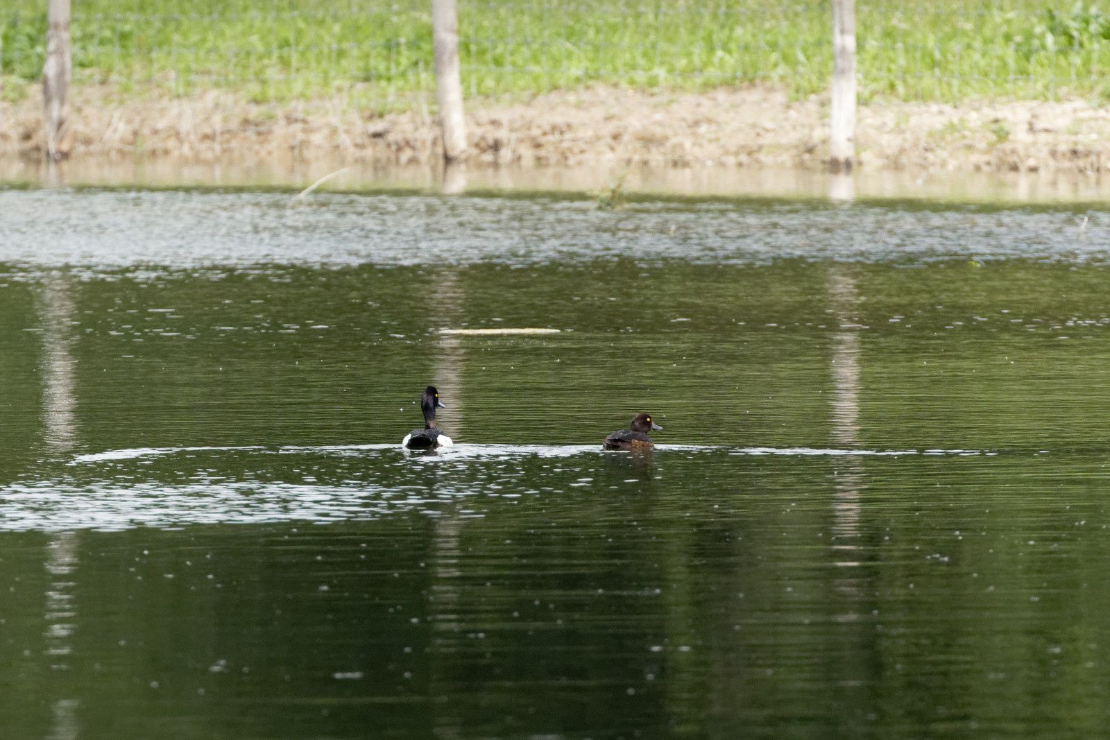 un couple de Fuligules morillons