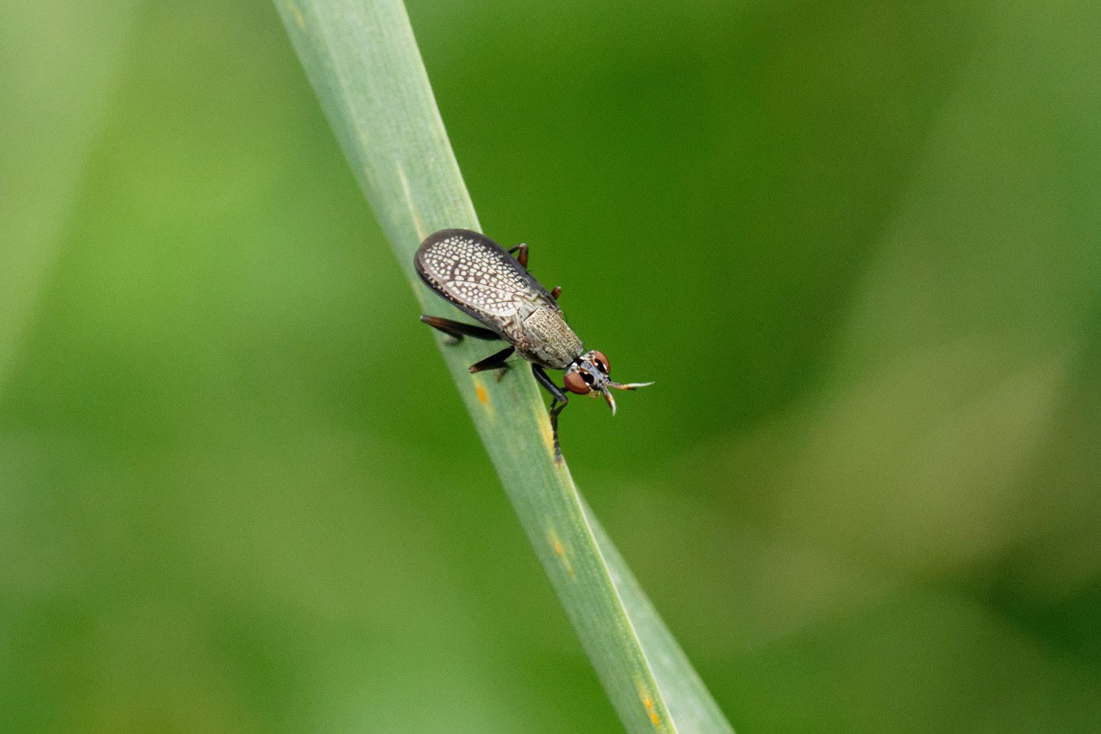 Coremacera marginata, un Diptère !