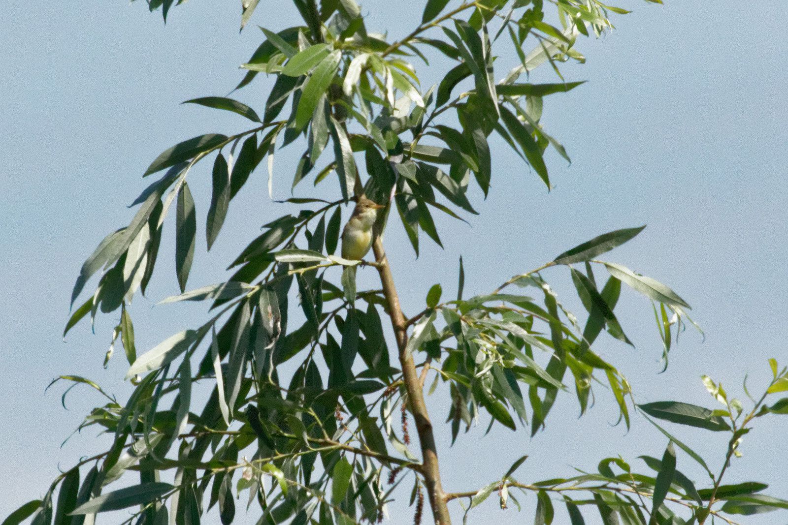L'Hypolaïs se poste sur ce Saule pour chanter.