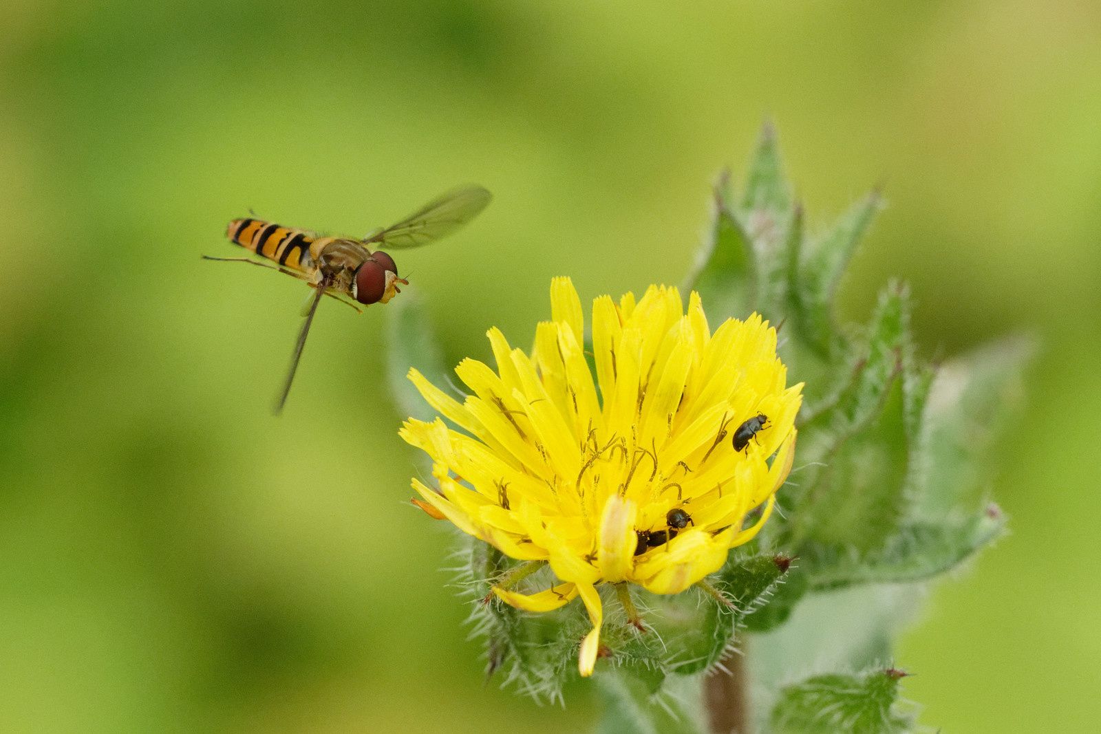 Syrphe ceinturé et micros-Coléoptères