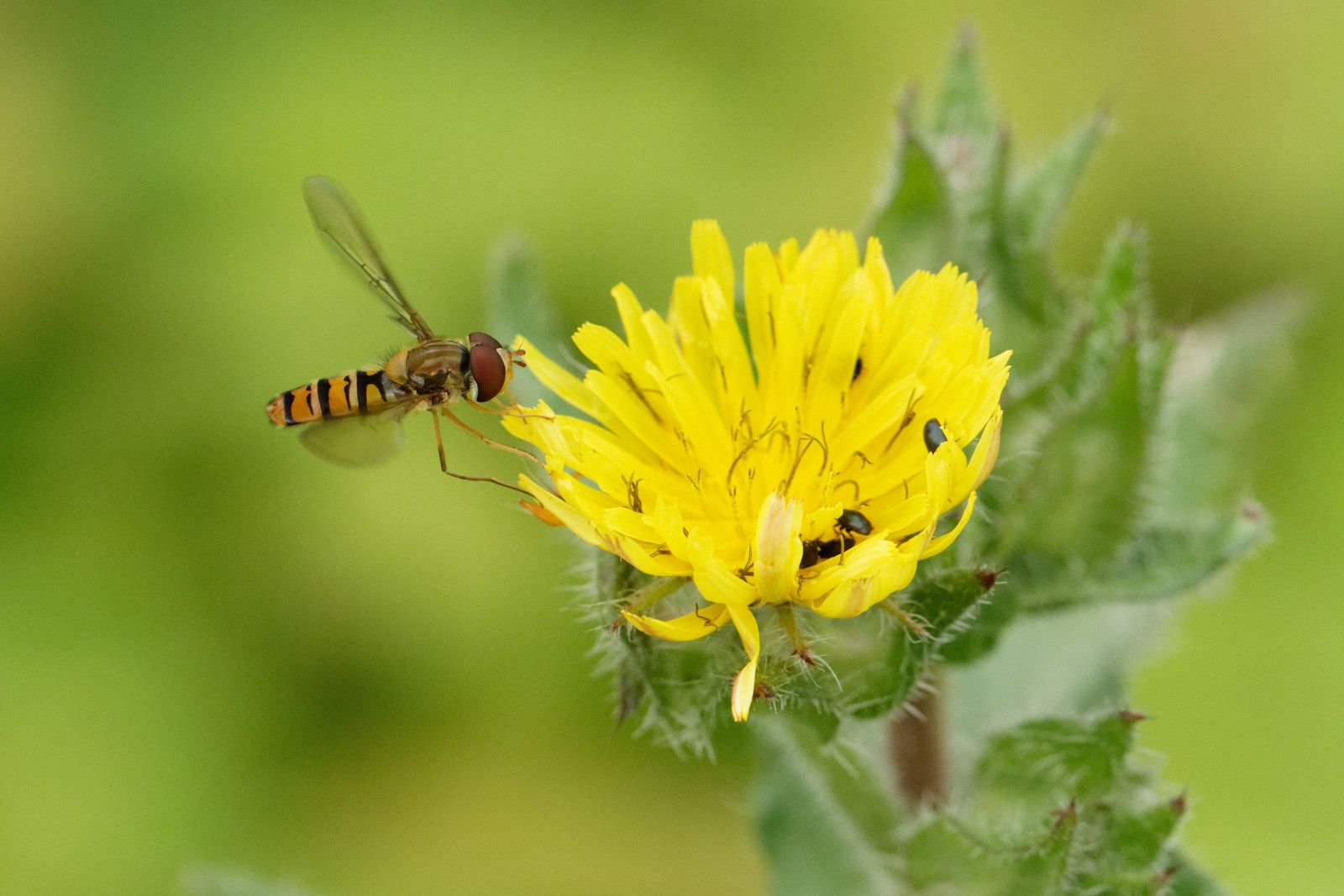 Syrphe ceinturé et micros-Coléoptères