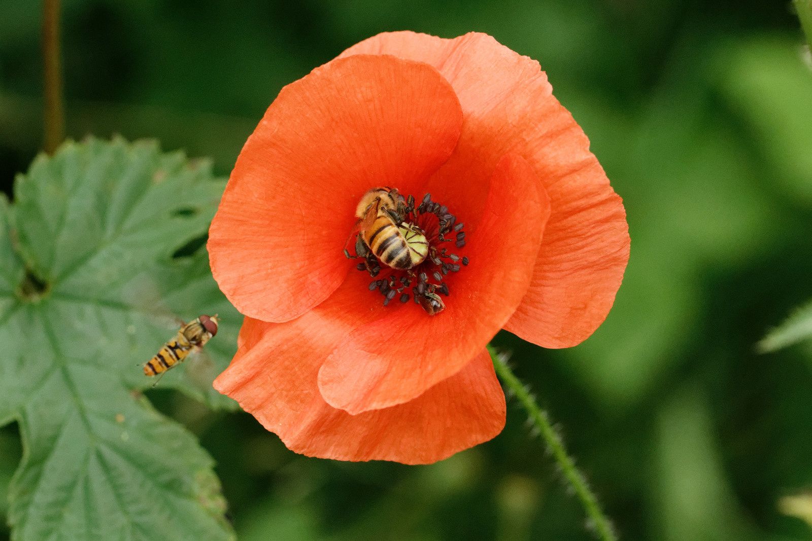 Abeille domestique, Abeille sauvage dans la Fleur et des Syrphes ceinturés qui aimeraient bien venir se nourrir