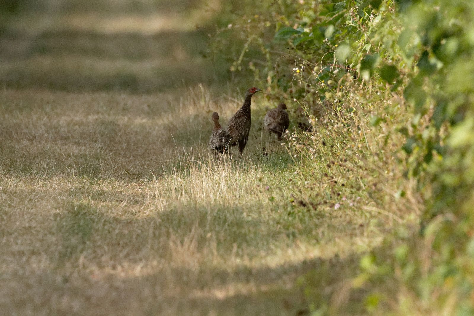 407 - A midi, les Odonates vont claquer des dents ! Mais qui peut le dire ? : 25/08/2018