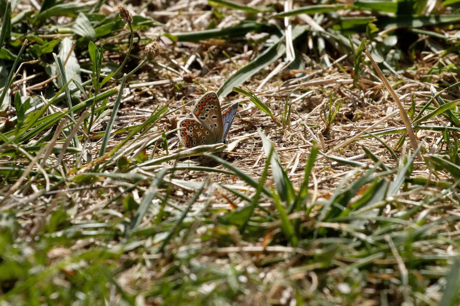 Argus bleu ou Azuré commun ou Azuré de la Bugrane, femelle