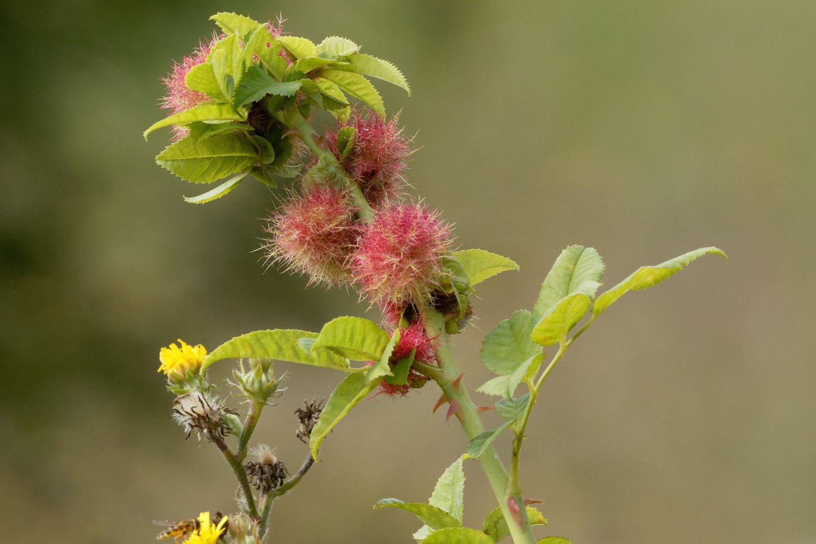 407 - A midi, les Odonates vont claquer des dents ! Mais qui peut le dire ? : 25/08/2018