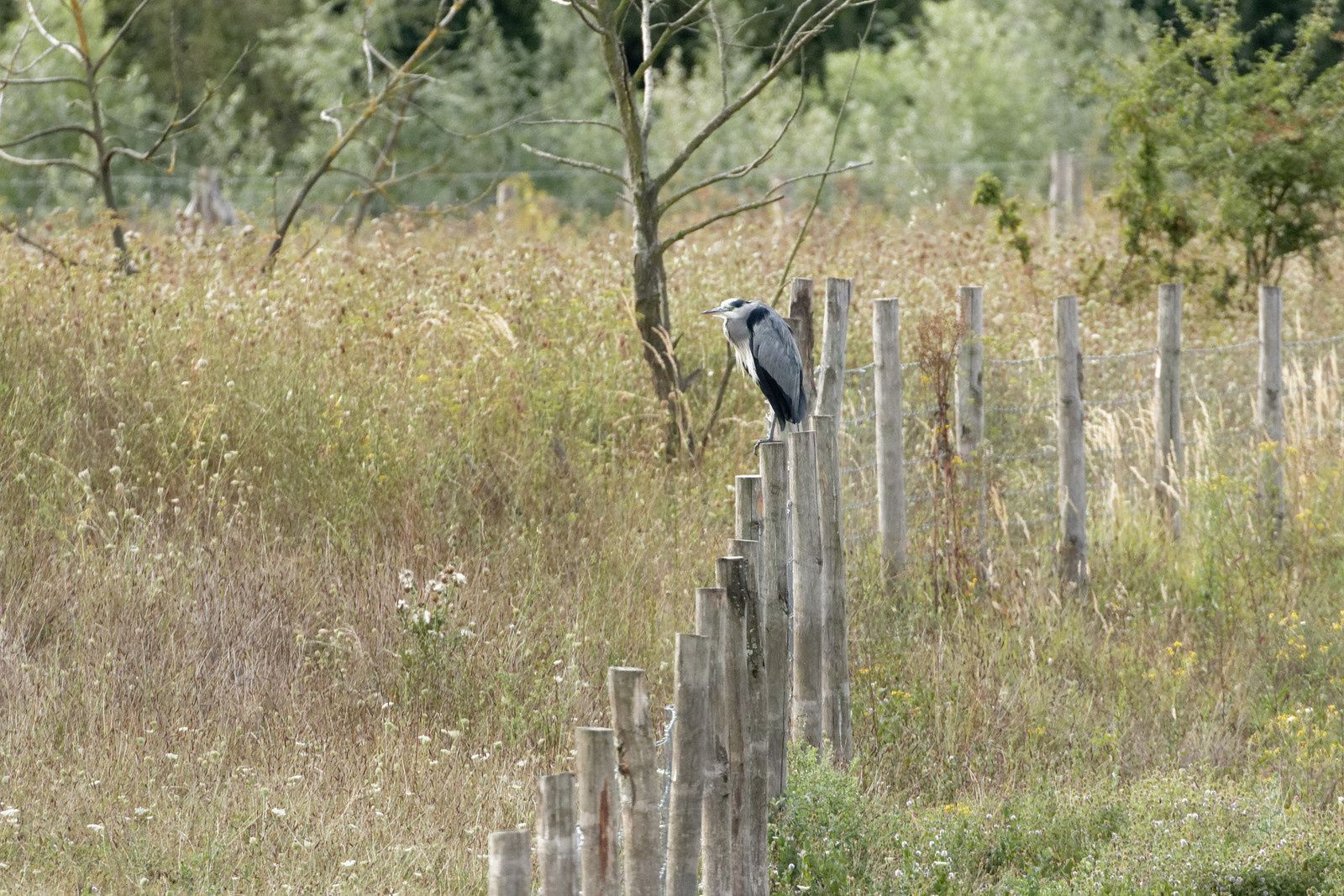 407 - A midi, les Odonates vont claquer des dents ! Mais qui peut le dire ? : 25/08/2018