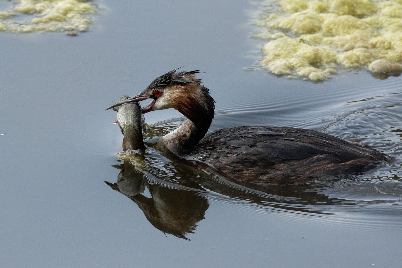 Tendre le cou pour bien dégager le tuyau !