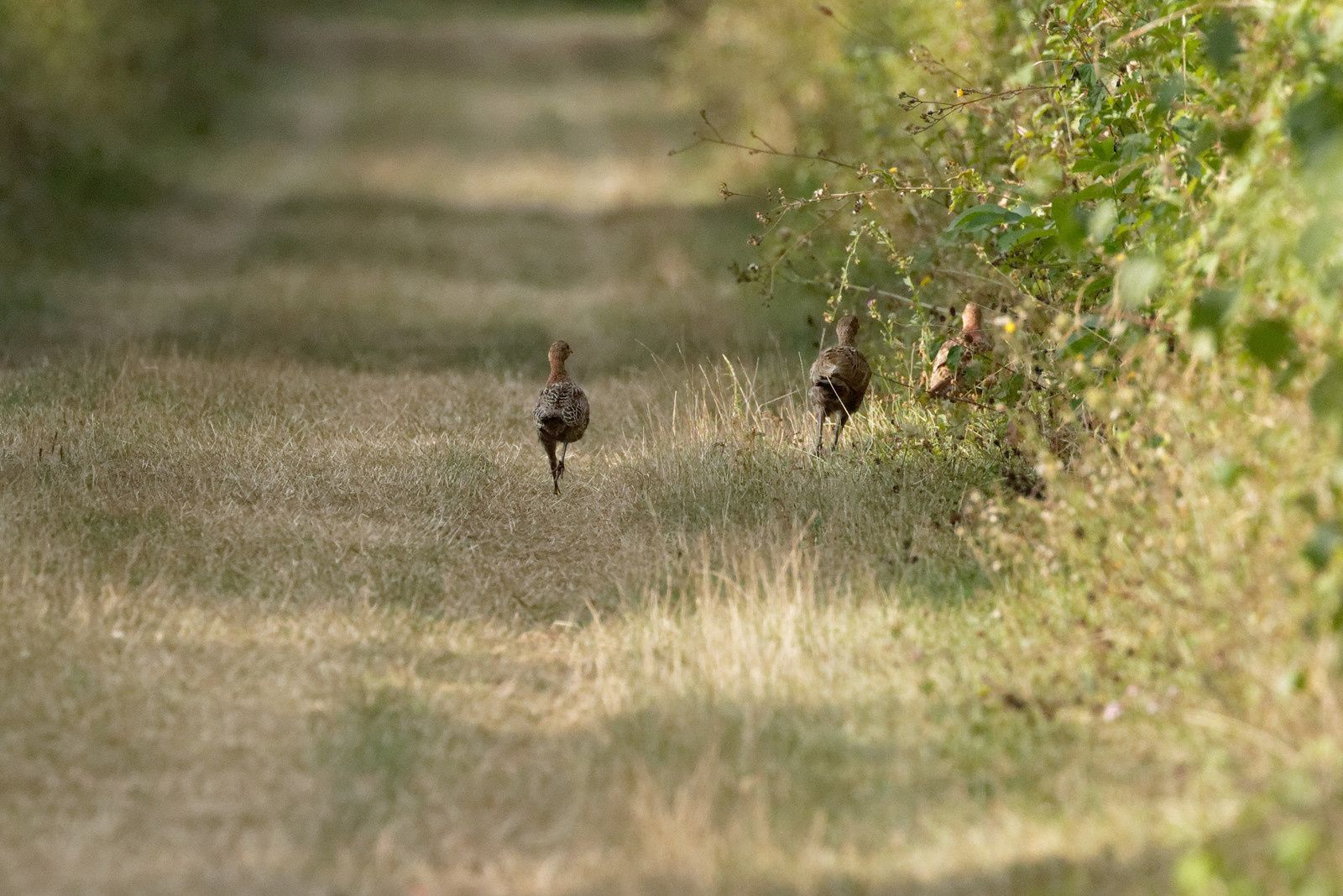 407 - A midi, les Odonates vont claquer des dents ! Mais qui peut le dire ? : 25/08/2018