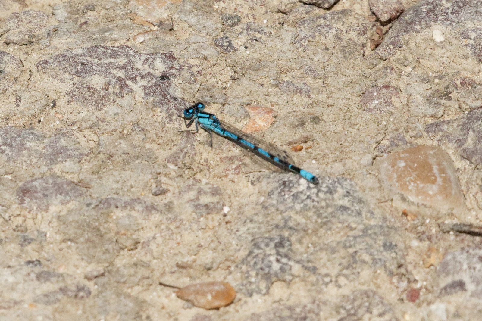 Agrion jouvencelle