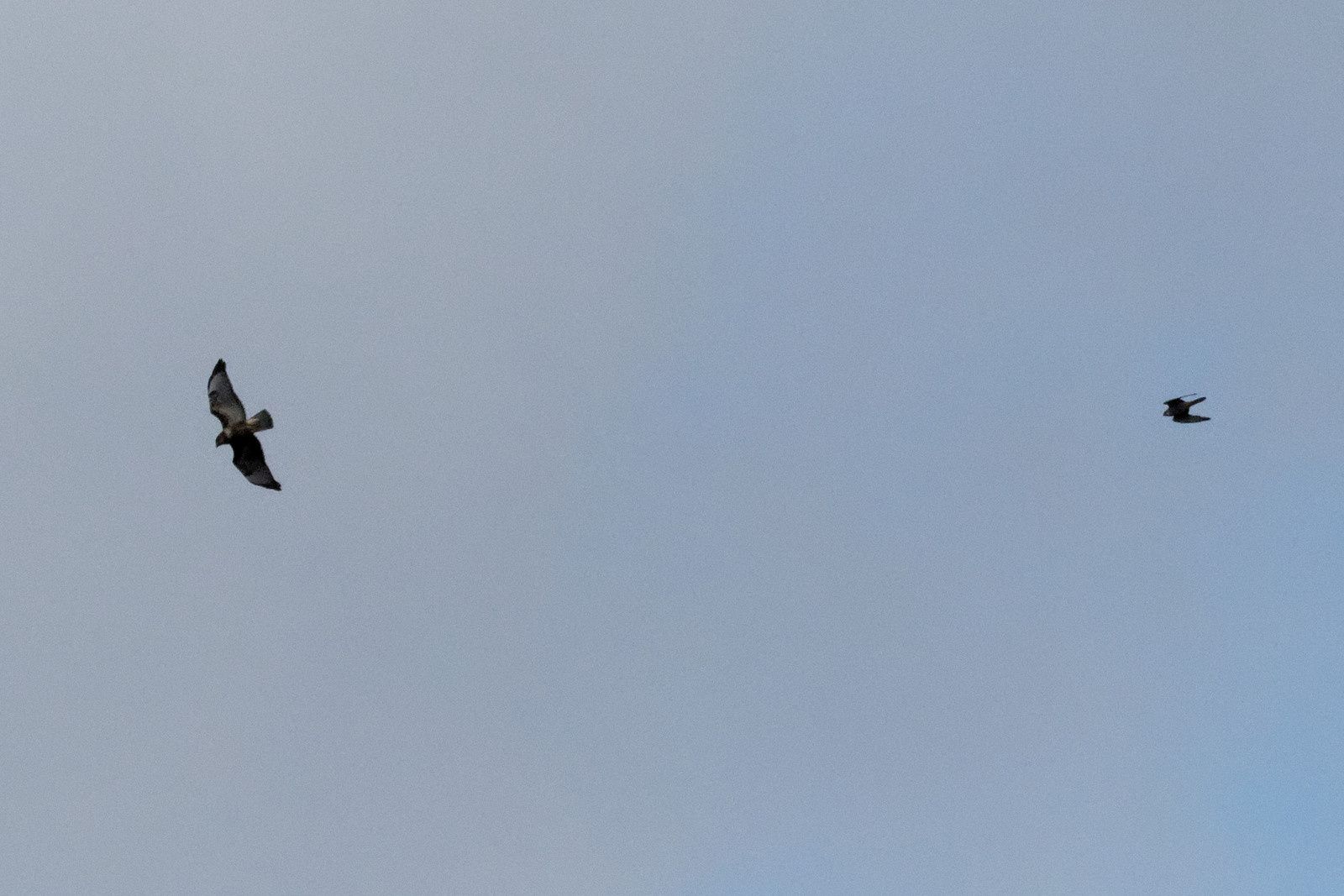 Buse variable à gauche et un Faucon hobereau