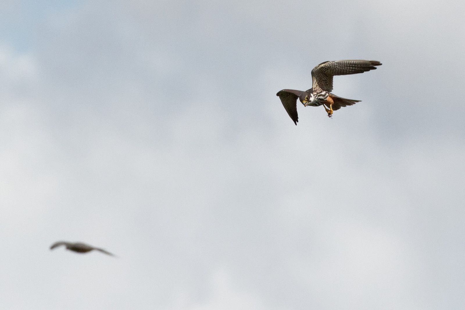 407 - A midi, les Odonates vont claquer des dents ! Mais qui peut le dire ? : 25/08/2018
