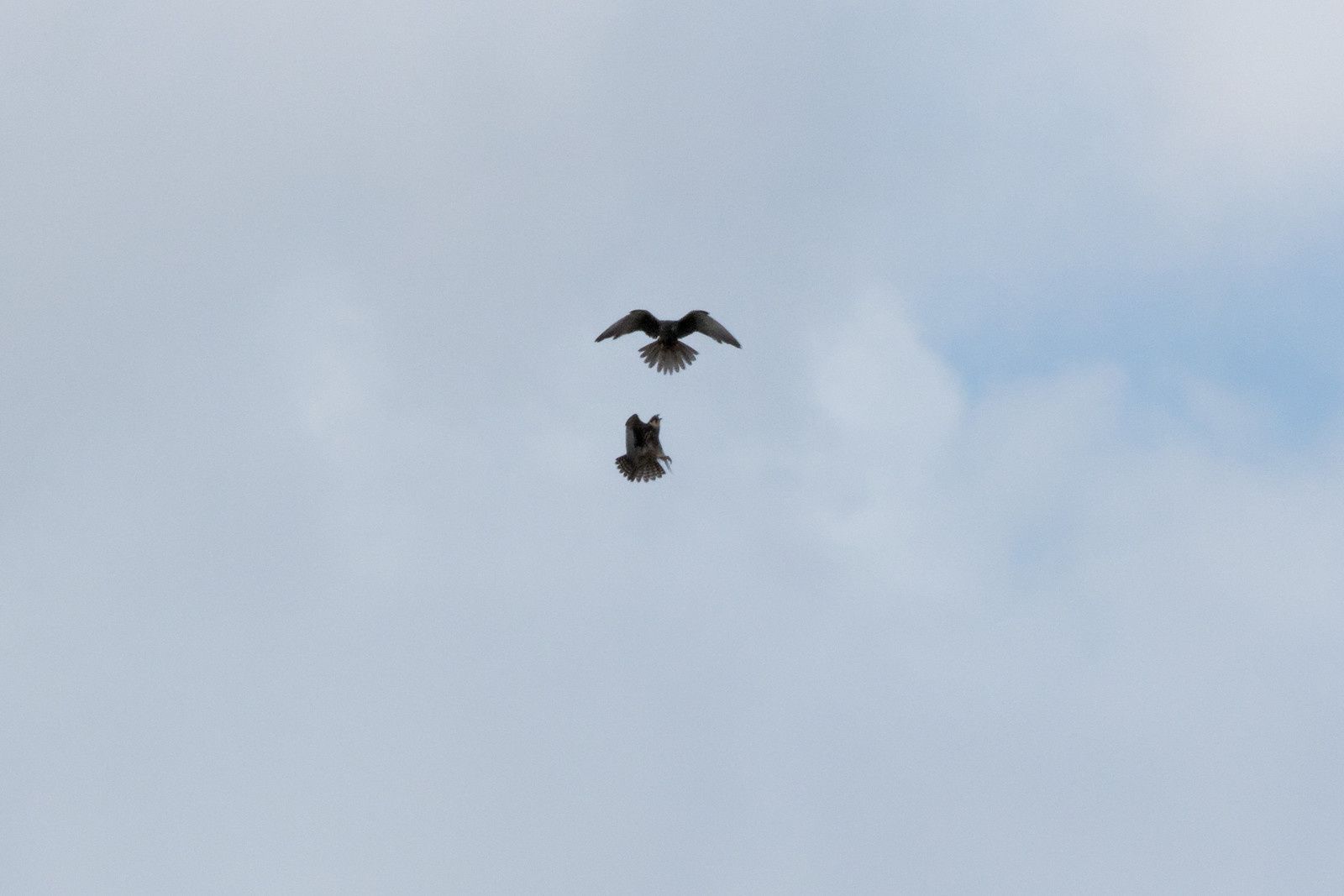 407 - A midi, les Odonates vont claquer des dents ! Mais qui peut le dire ? : 25/08/2018