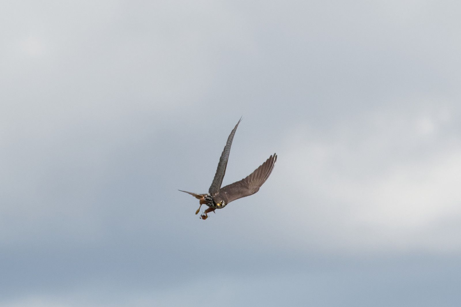 407 - A midi, les Odonates vont claquer des dents ! Mais qui peut le dire ? : 25/08/2018