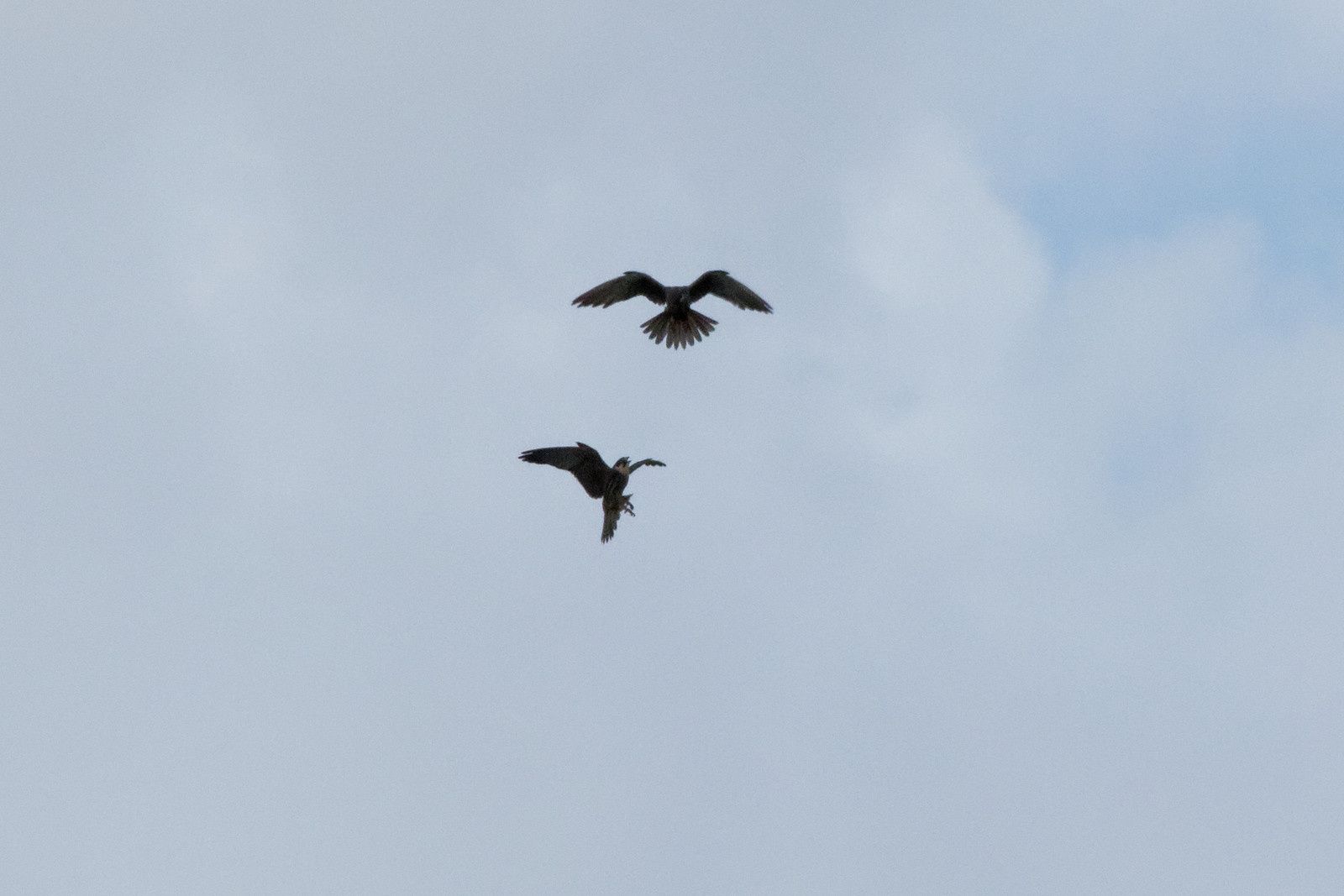 407 - A midi, les Odonates vont claquer des dents ! Mais qui peut le dire ? : 25/08/2018