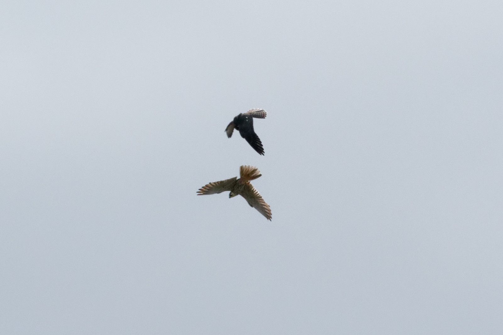 407 - A midi, les Odonates vont claquer des dents ! Mais qui peut le dire ? : 25/08/2018