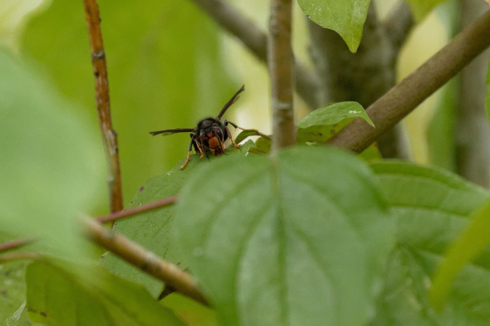 Frelons asiatiques cotoyant Frelon européen et Syrphidae