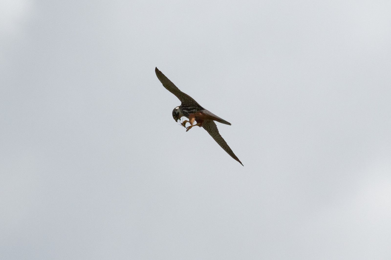 407 - A midi, les Odonates vont claquer des dents ! Mais qui peut le dire ? : 25/08/2018