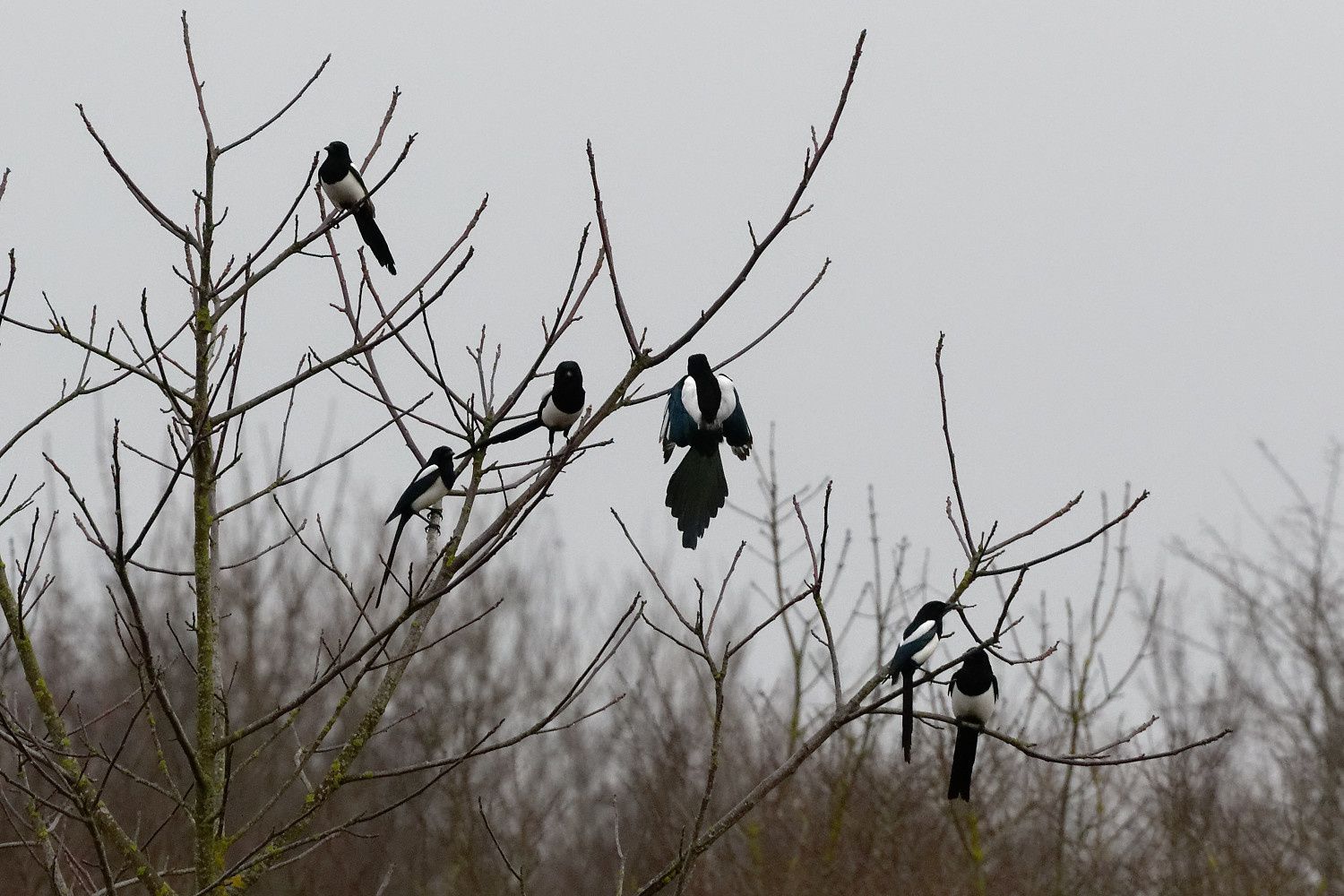 435 - Ne gâchons pas ce festival musical des Oiseaux chanteurs ! : 26/01/2019