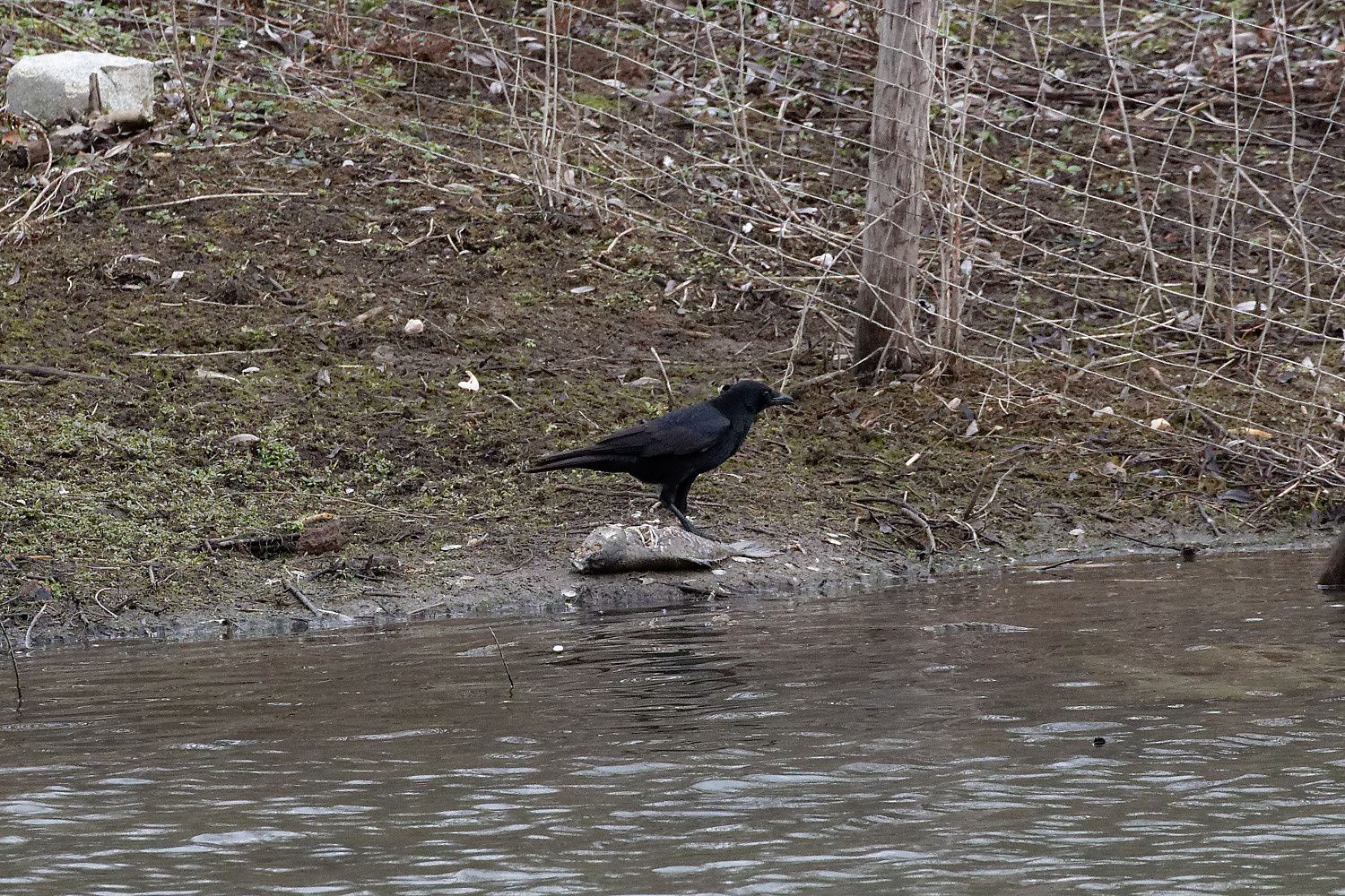 435 - Ne gâchons pas ce festival musical des Oiseaux chanteurs ! : 26/01/2019