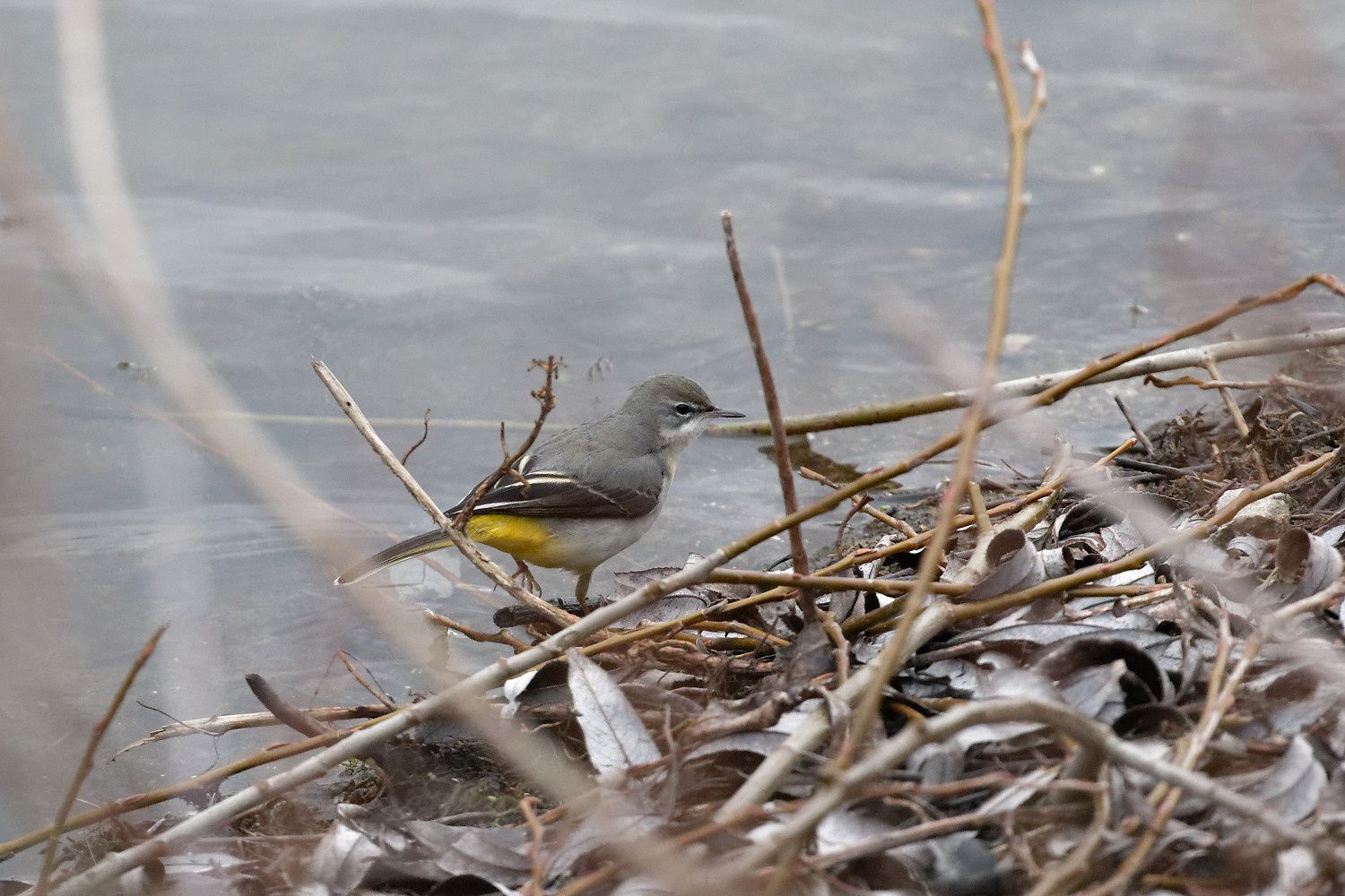 435 - Ne gâchons pas ce festival musical des Oiseaux chanteurs ! : 26/01/2019