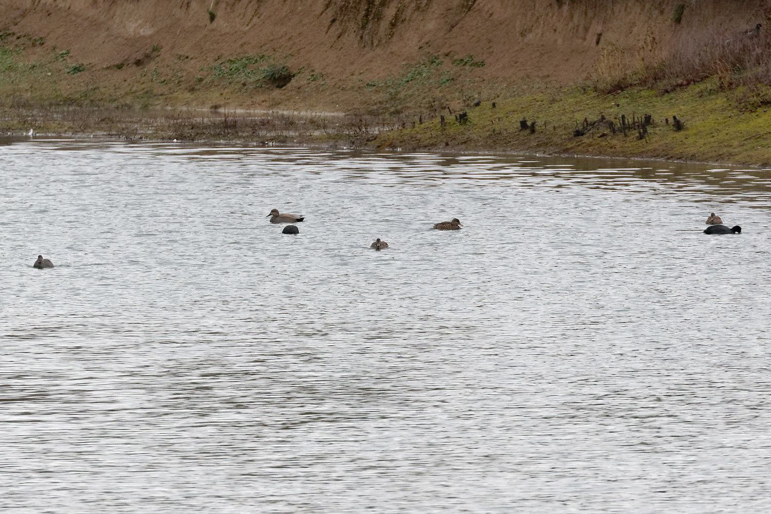 435 - Ne gâchons pas ce festival musical des Oiseaux chanteurs ! : 26/01/2019