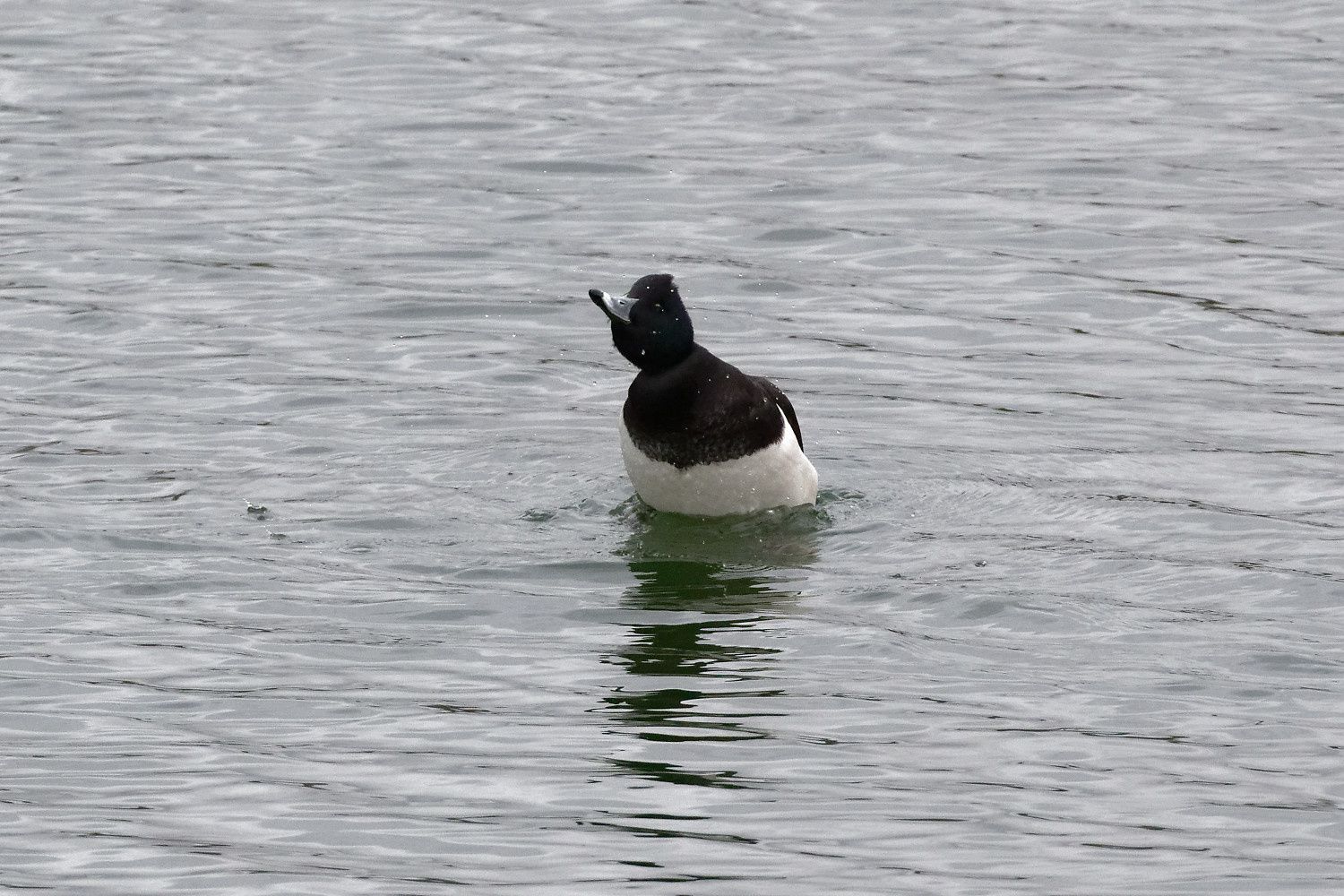 435 - Ne gâchons pas ce festival musical des Oiseaux chanteurs ! : 26/01/2019