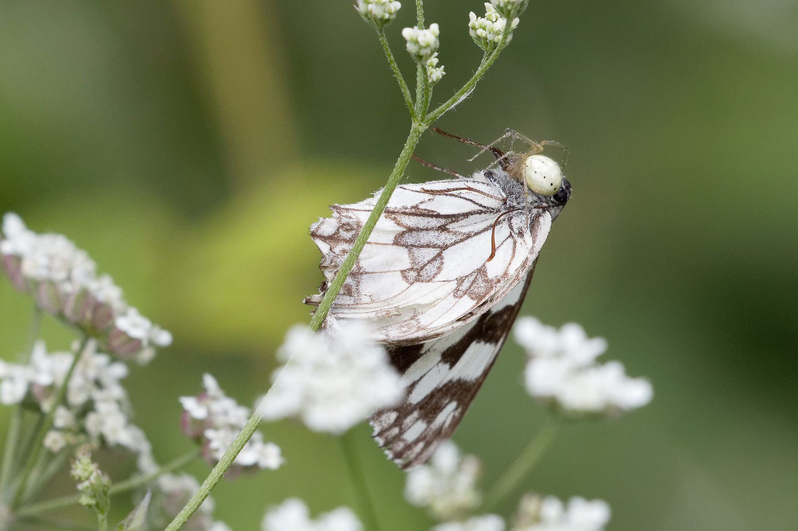 460 - Nature vide, très peu pour moi. Merci ! : 14/07/2019