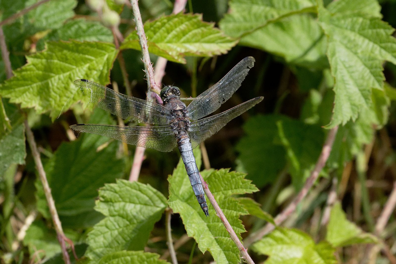 Orthétrum réticulé, mâle