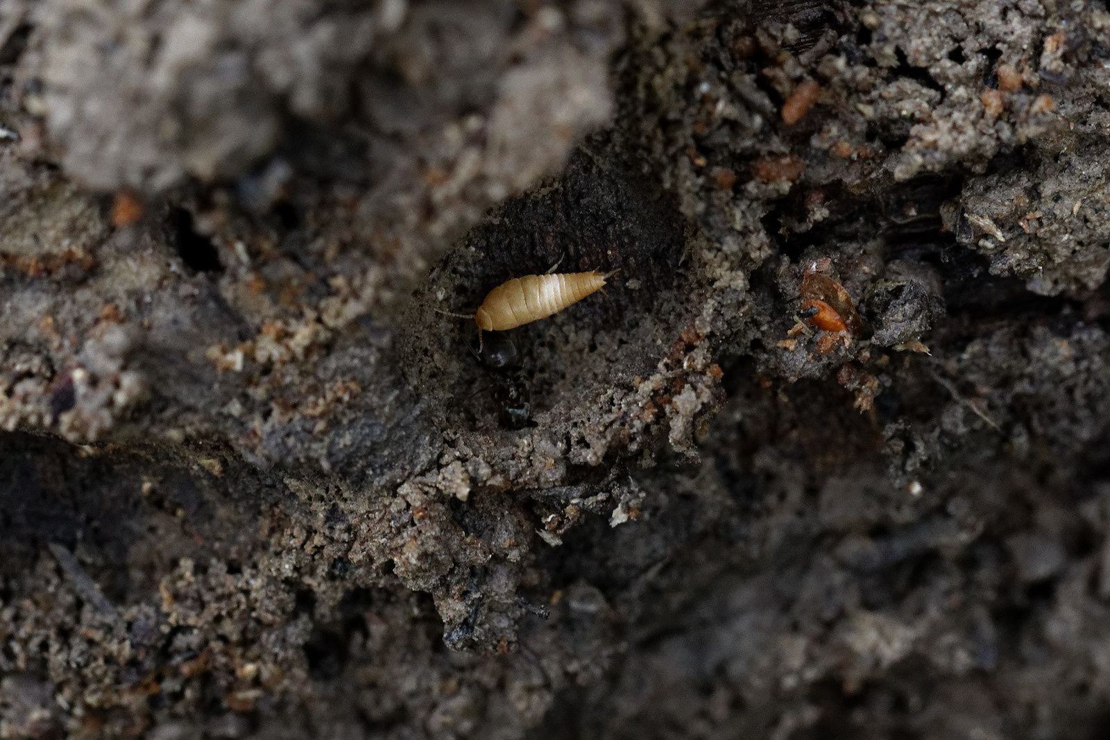 478 - Blob 4 cm par heure, Escargot 10 m, et le Pic vert ? : 19/10/2019