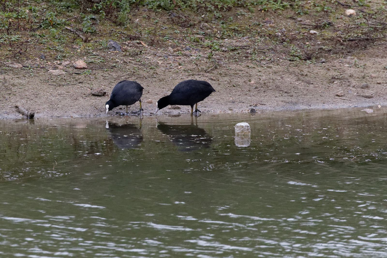 478 - Blob 4 cm par heure, Escargot 10 m, et le Pic vert ? : 19/10/2019