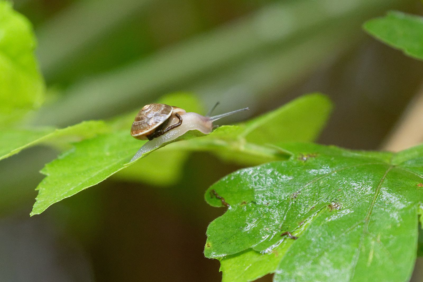 478 - Blob 4 cm par heure, Escargot 10 m, et le Pic vert ? : 19/10/2019