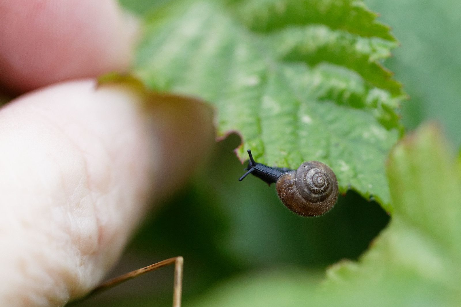 Le plus poilu c'est lui !