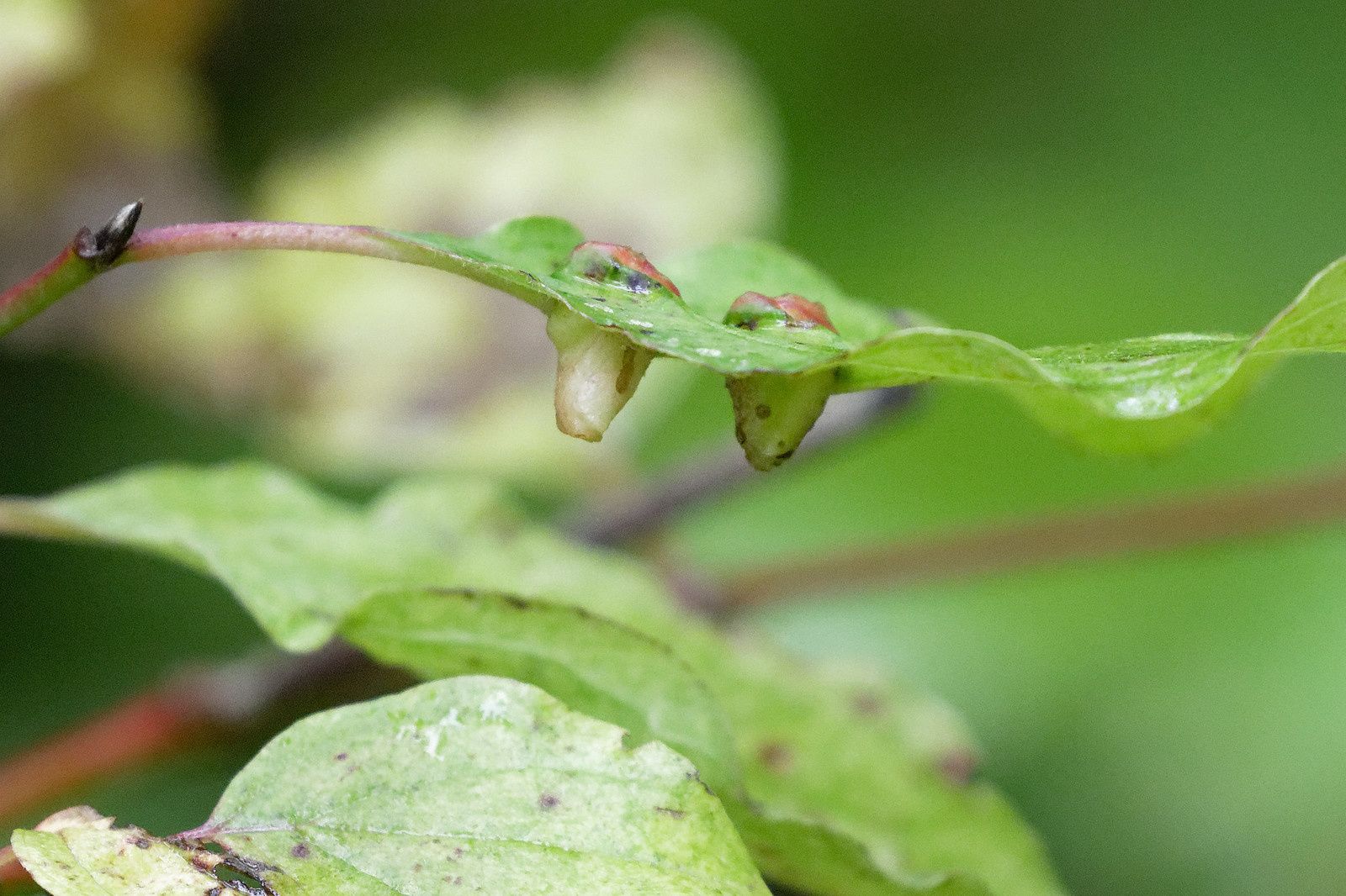 478 - Blob 4 cm par heure, Escargot 10 m, et le Pic vert ? : 19/10/2019