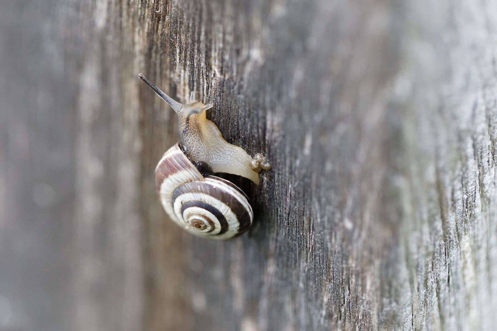 478 - Blob 4 cm par heure, Escargot 10 m, et le Pic vert ? : 19/10/2019