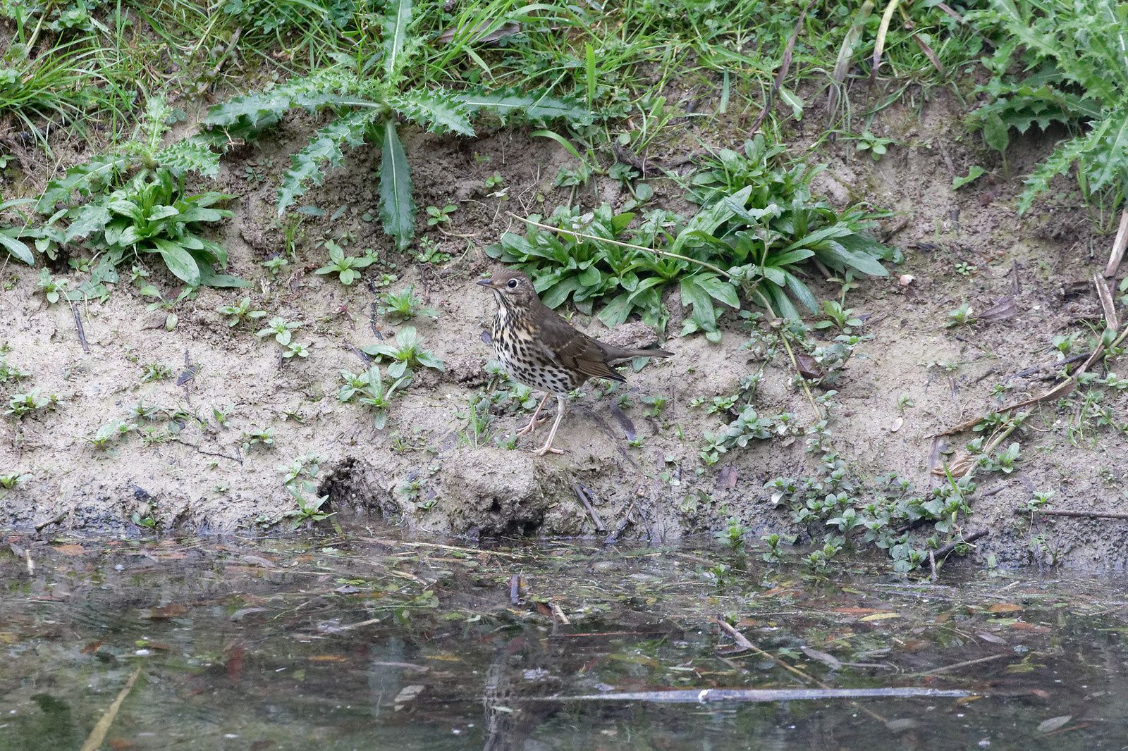 478 - Blob 4 cm par heure, Escargot 10 m, et le Pic vert ? : 19/10/2019