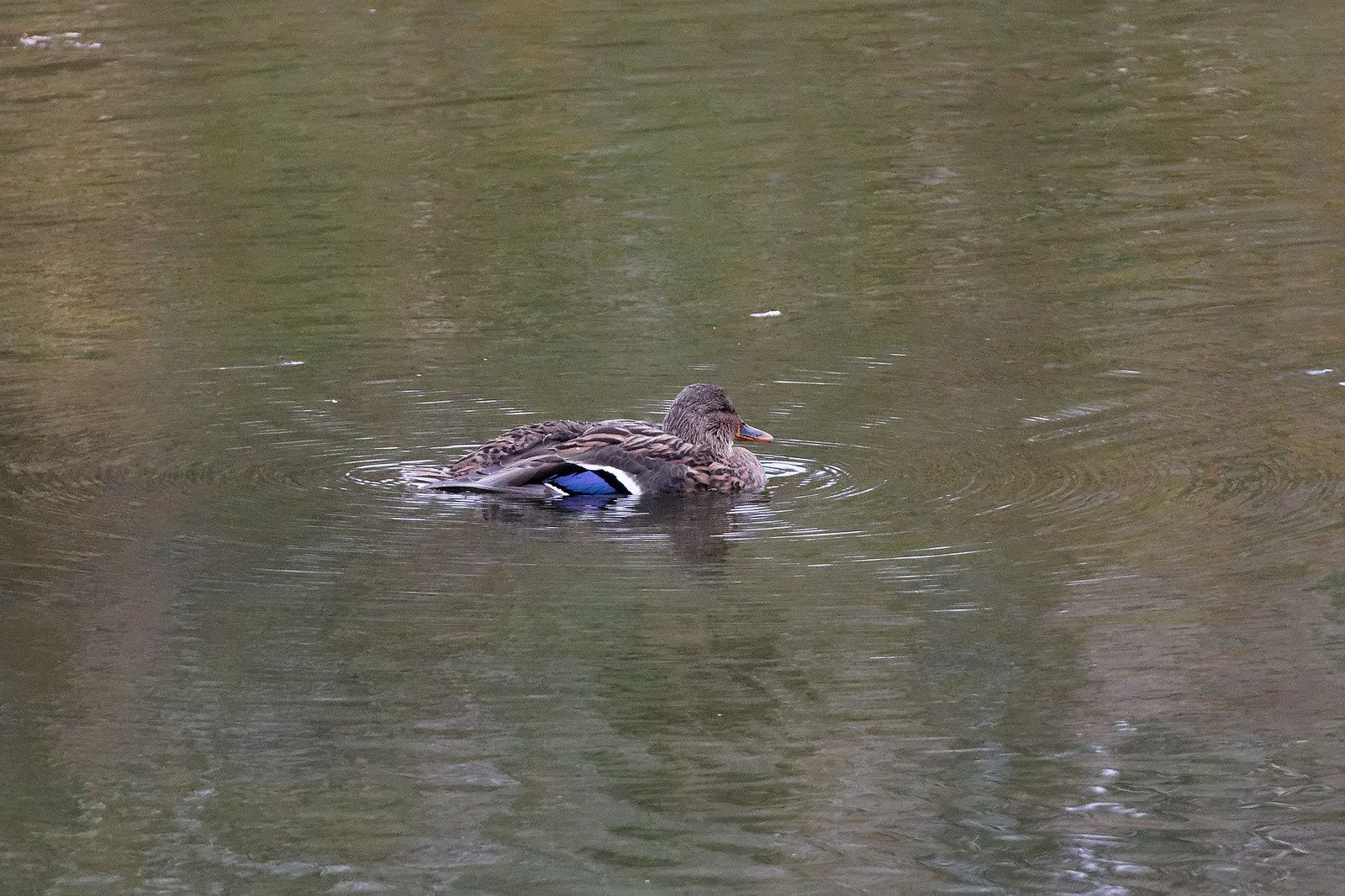 478 - Blob 4 cm par heure, Escargot 10 m, et le Pic vert ? : 19/10/2019