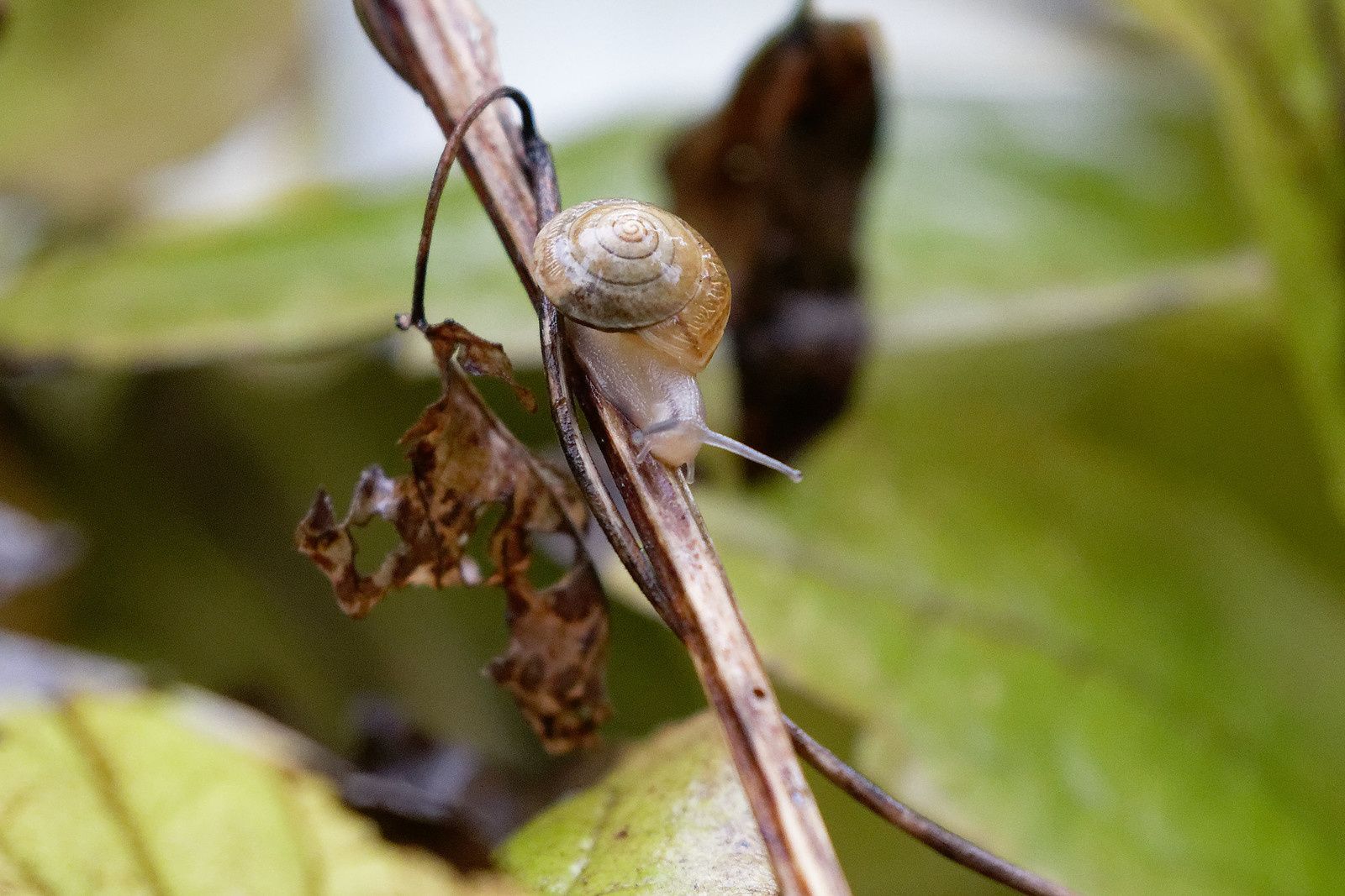 478 - Blob 4 cm par heure, Escargot 10 m, et le Pic vert ? : 19/10/2019