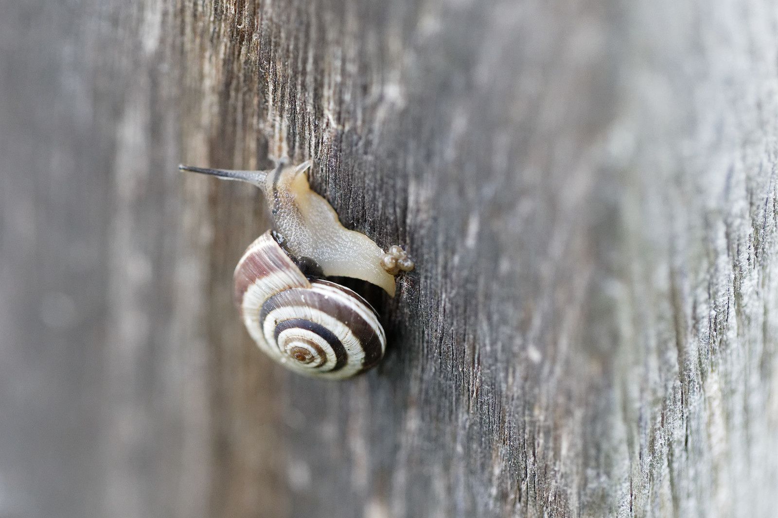 478 - Blob 4 cm par heure, Escargot 10 m, et le Pic vert ? : 19/10/2019