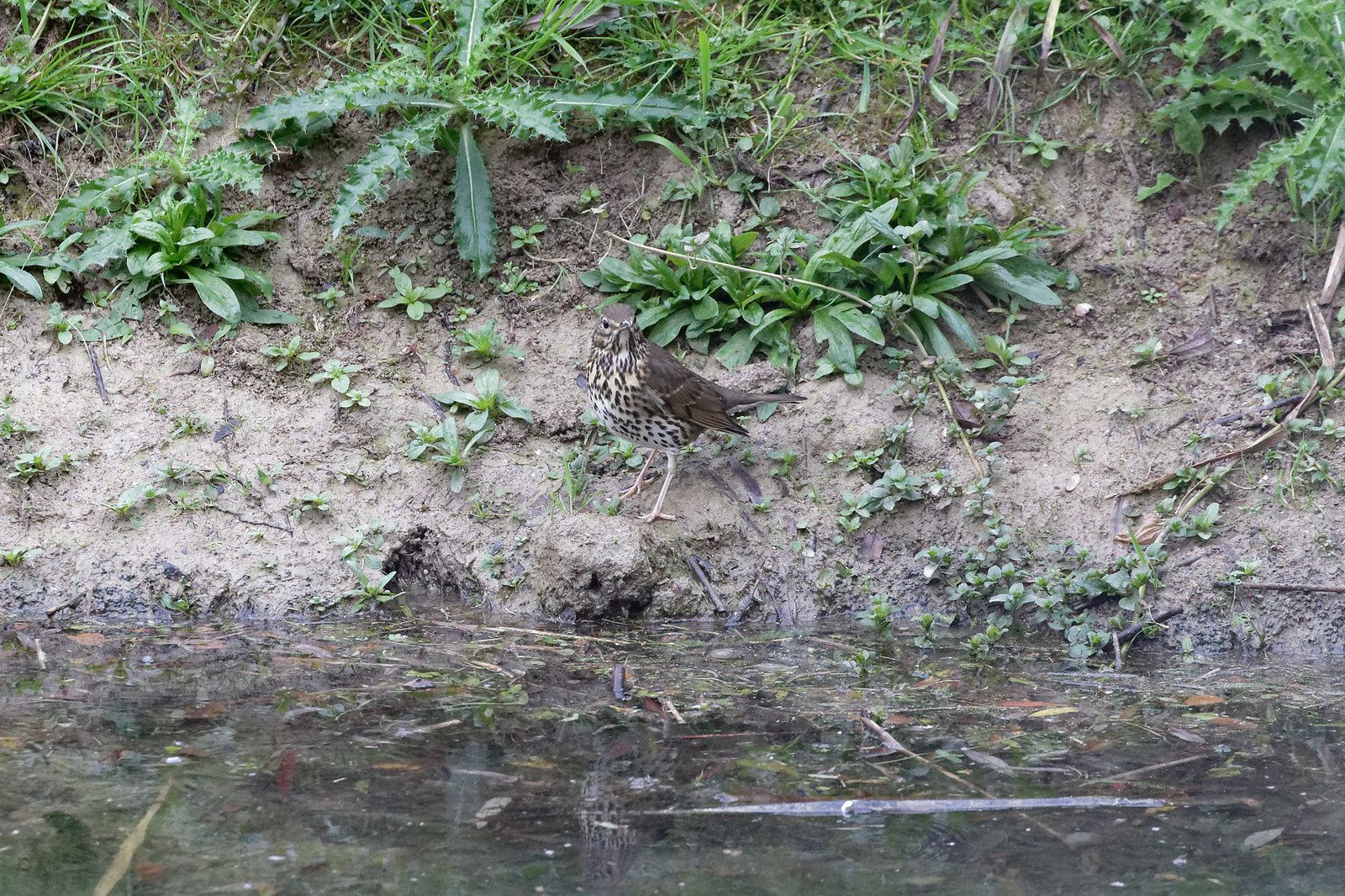 478 - Blob 4 cm par heure, Escargot 10 m, et le Pic vert ? : 19/10/2019