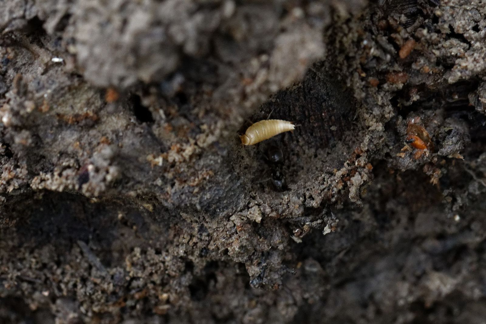 478 - Blob 4 cm par heure, Escargot 10 m, et le Pic vert ? : 19/10/2019